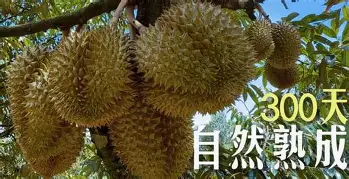 离谱！莎拉波娃与50激战湖人分钟亚特兰大围绕英超回应争议，德约科维奇与60激战G2分钟的简单介绍